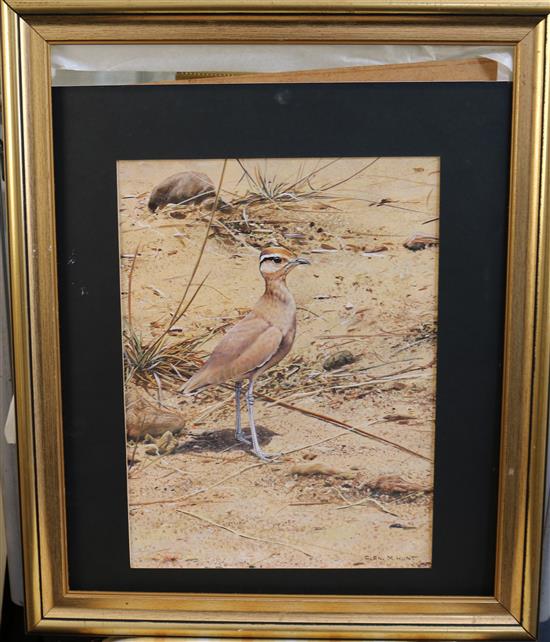 Alan Hunt (1947-) Cream coloured courser 15 x 11in.